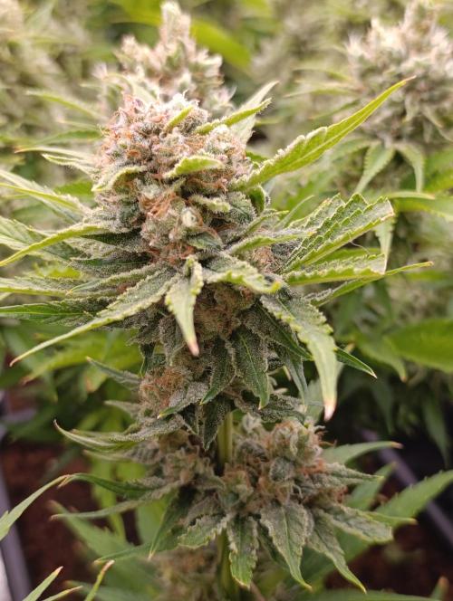 Banana Fumes. Week 13