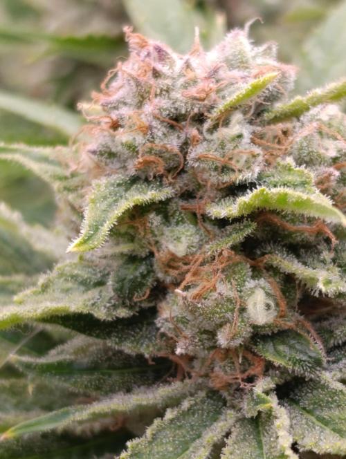 Banana Fumes. Week 13