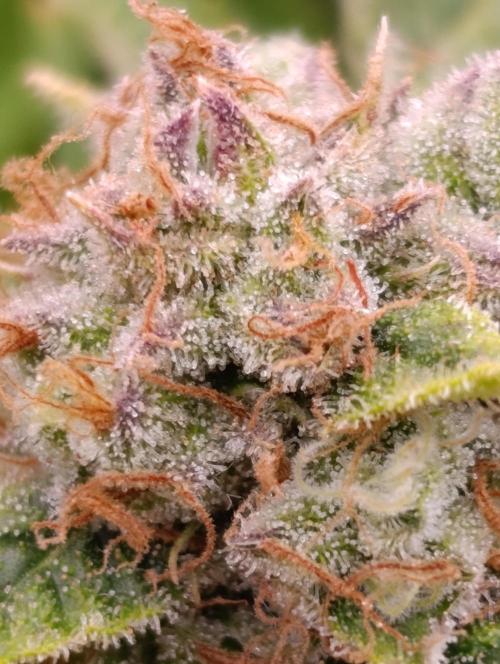 Banana Fumes. Week 13
