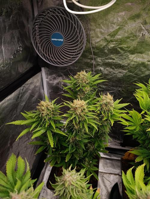 Grape Ape Marshydro. Week 14
