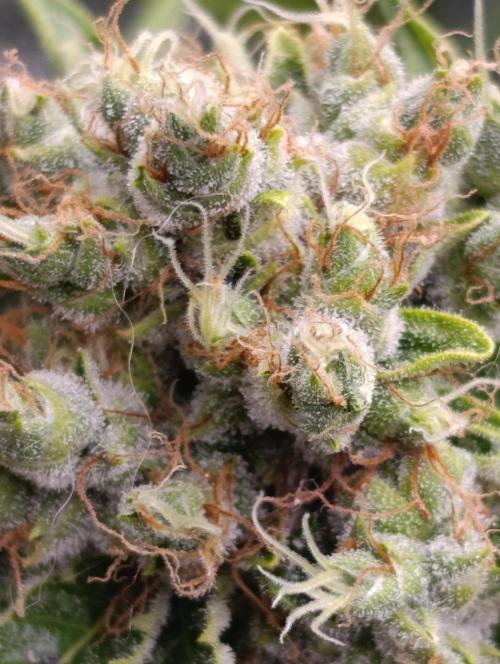 Grape Ape Marshydro. Week 14