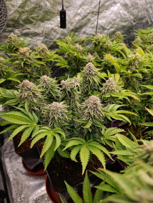 Isla Mirage Xpertnutrients. Week 14