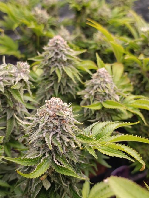 Isla Mirage Xpertnutrients. Week 14