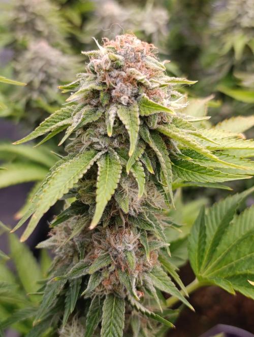 Isla Mirage Xpertnutrients. Week 14