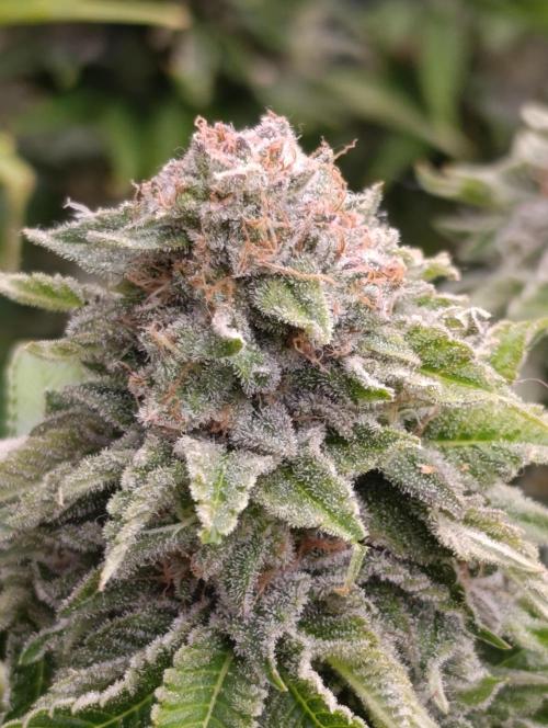 Isla Mirage Xpertnutrients. Week 14