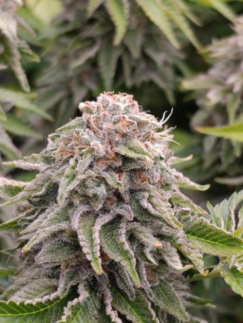Isla Mirage Xpertnutrients. Week 14