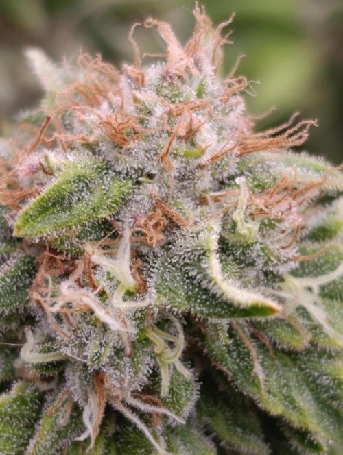 Isla Mirage Xpertnutrients. Week 14