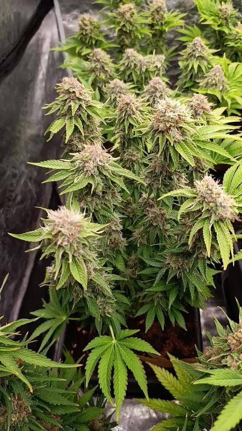 Isla Mirage Xpertnutrients