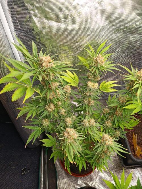 Sundae Driver Marshydro. Week 13