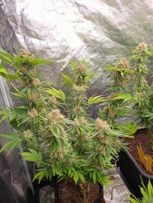 Sundae Driver Marshydro. Week 13