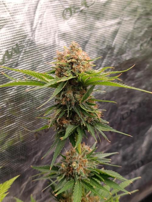Sundae Driver Marshydro. Week 13