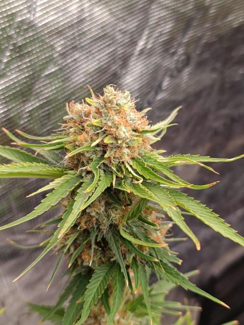 Sundae Driver Marshydro. Week 13