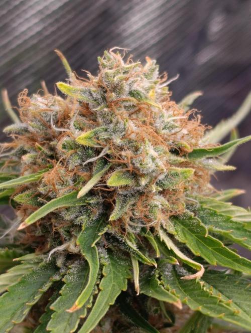 Sundae Driver Marshydro. Week 13