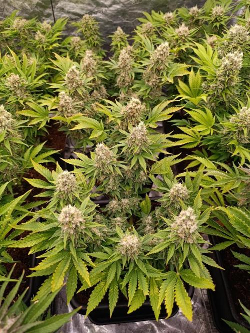 Red Banana Pudding II Marshydro. Week 14