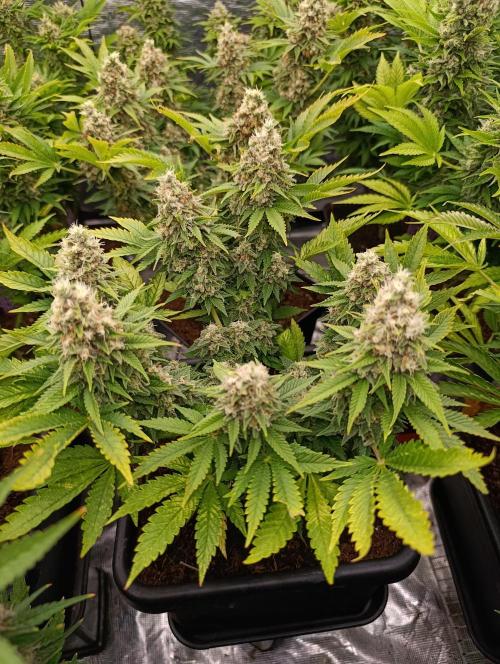 Red Banana Pudding II Marshydro. Week 14