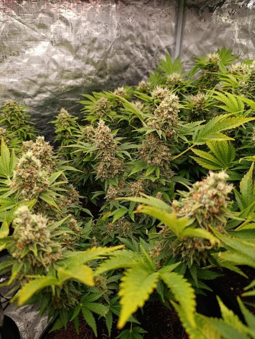 Red Banana Pudding II Marshydro. Week 14