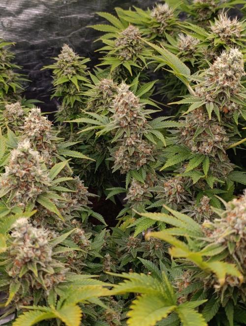Red Banana Pudding II Marshydro. Week 14
