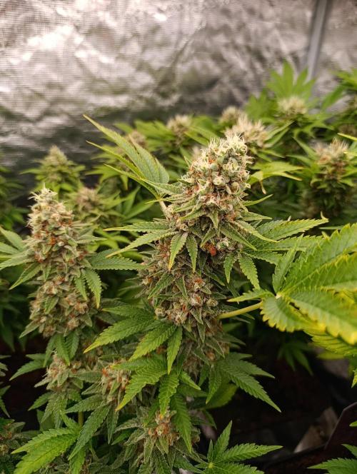Red Banana Pudding II Marshydro. Week 14