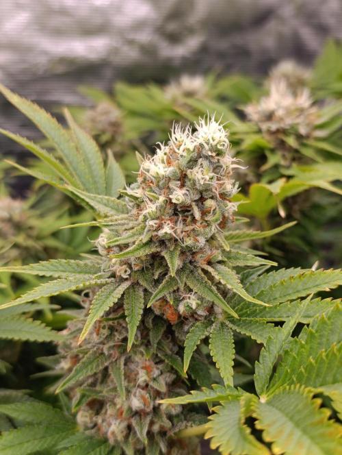 Red Banana Pudding II Marshydro. Week 14