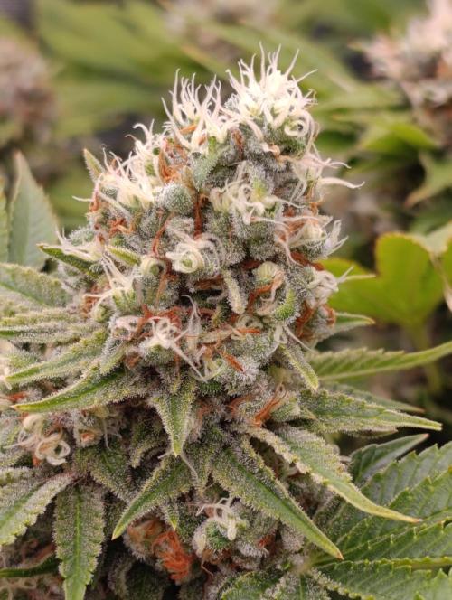 Red Banana Pudding II Marshydro. Week 14