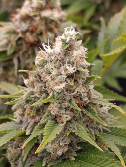 Red Banana Pudding II Marshydro. Week 14
