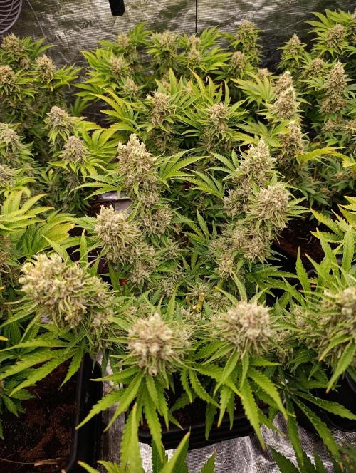 Privileged Baddie Xpertnutrients. Week 14