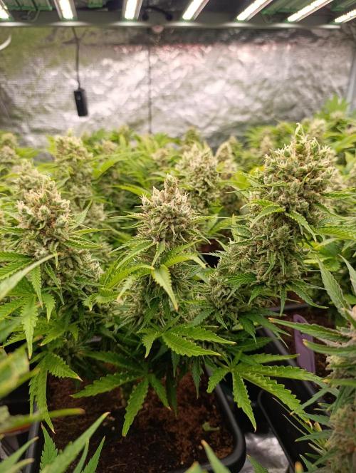 Privileged Baddie Xpertnutrients. Week 14