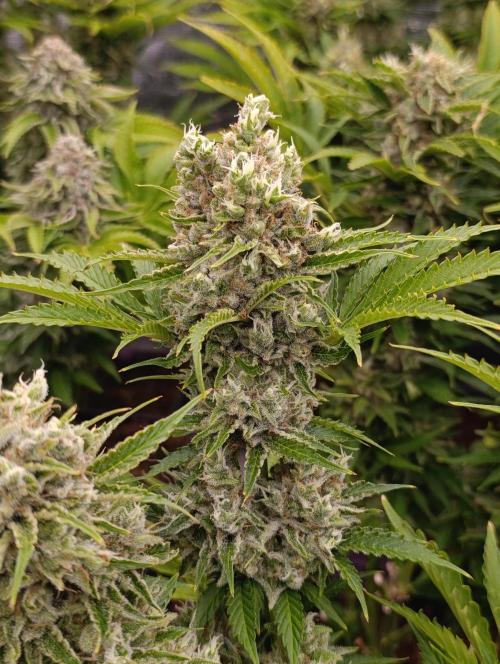 Privileged Baddie Xpertnutrients. Week 14