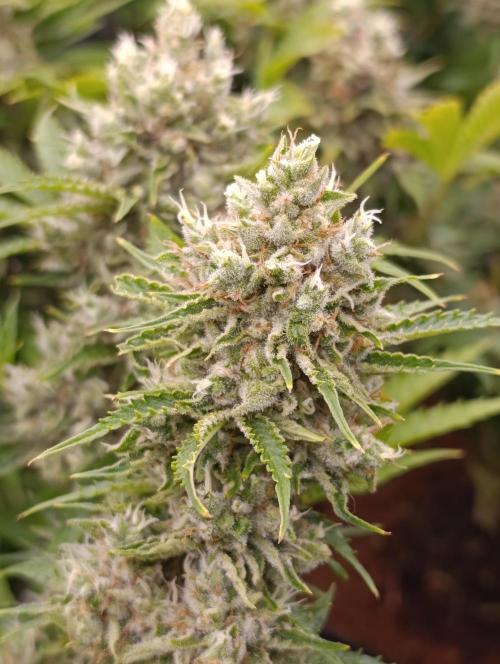 Privileged Baddie Xpertnutrients. Week 14
