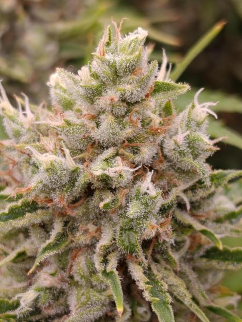 Privileged Baddie Xpertnutrients. Week 14