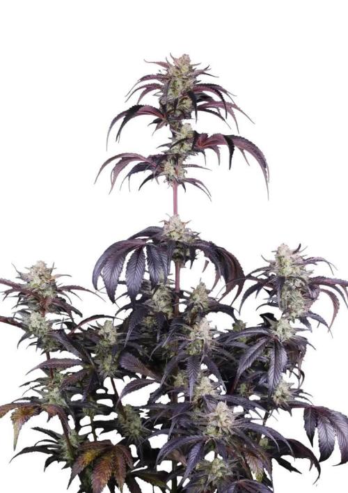 Strawberry Gorilla Rf3 Auto. Week 0