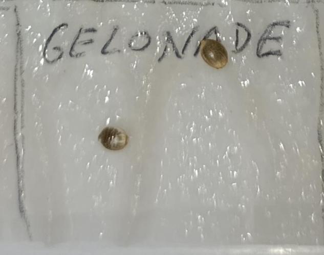 Gelonade. Week 0