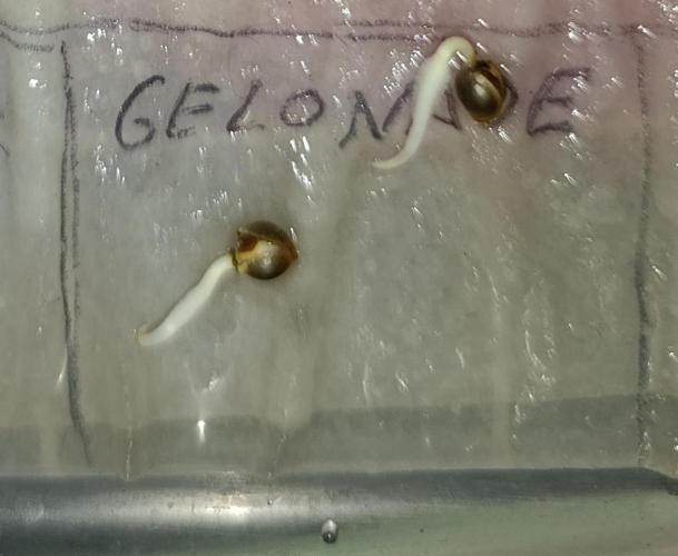 Gelonade. Week 0