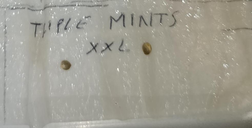 Triple Mints XXL. Week 0