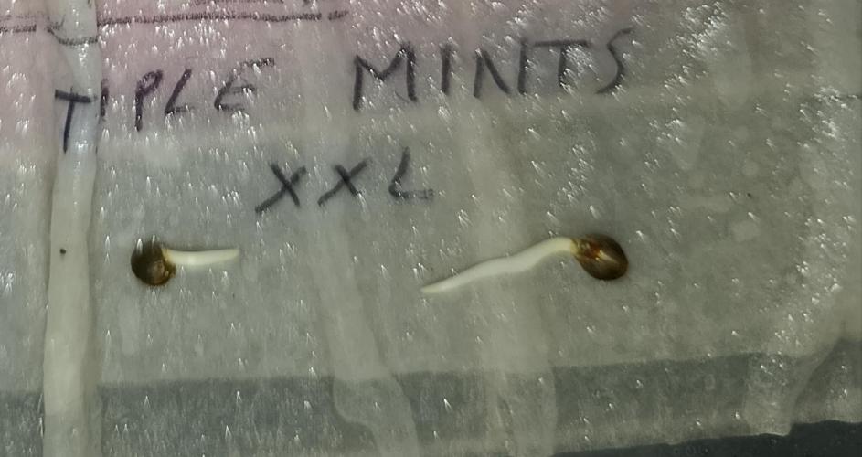 Triple Mints XXL. Week 0
