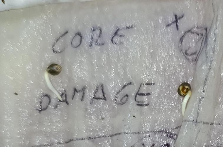Core Dagmage. Week 0