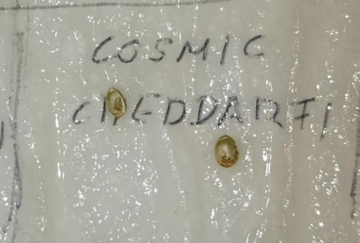 Cosmic Cheddar F1. Week 0