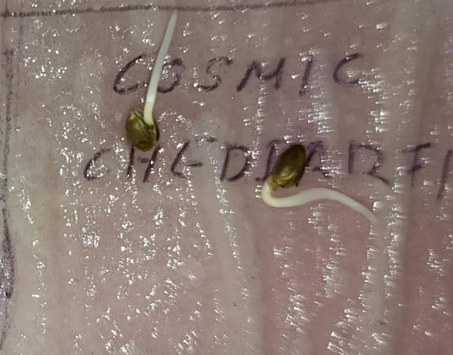 Cosmic Cheddar F1. Week 0