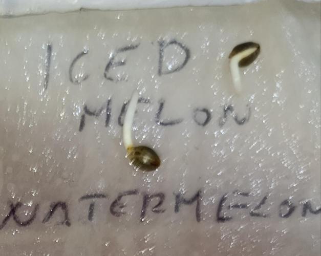 Iced Lemon Watermelon. Week 0