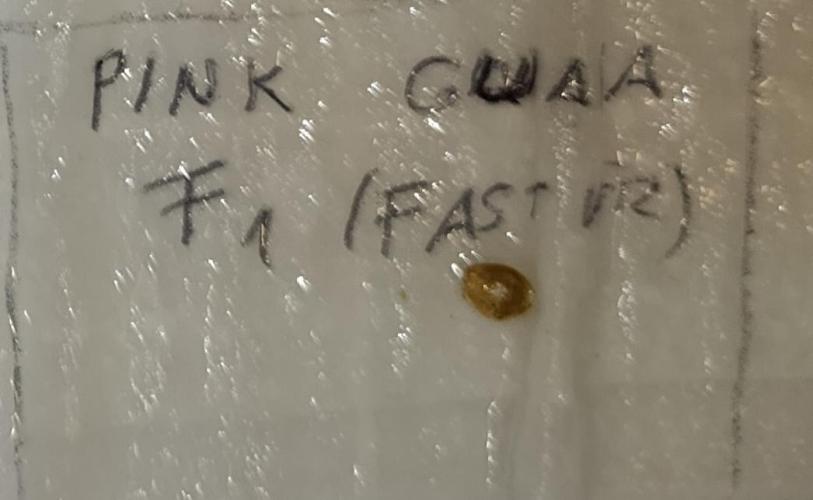 Pink Guava F1 FV. Week 0