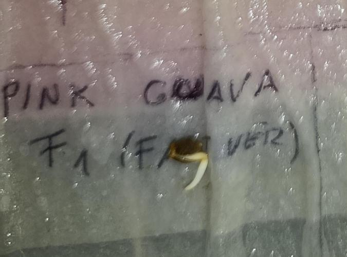 Pink Guava F1 FV. Week 0
