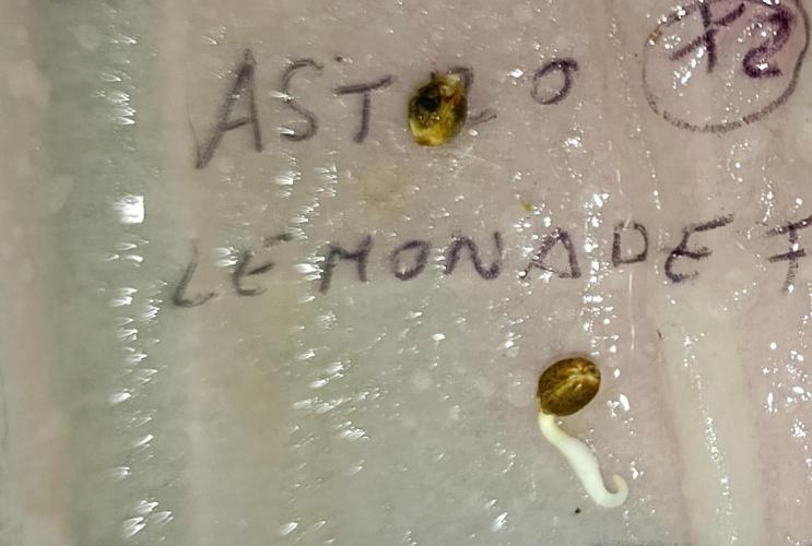 Astro Lemonade F1. Week 0