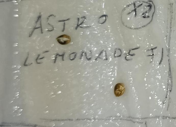 Astro Lemonade F1. Week 0
