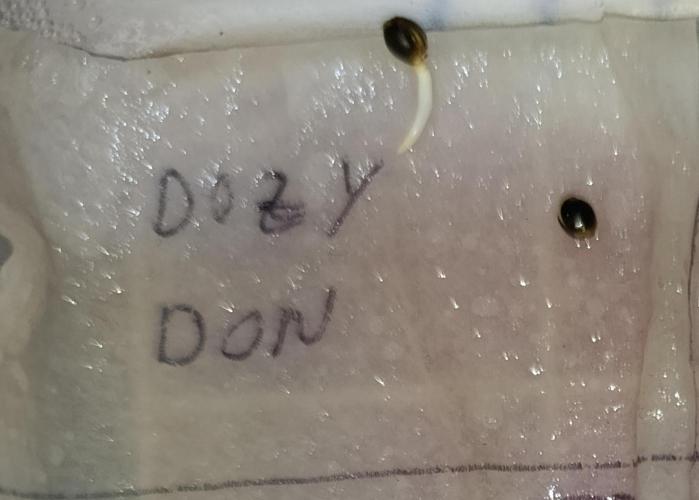 Dozy Don. Week 0
