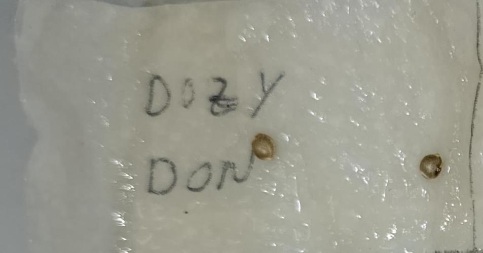 Dozy Don. Week 0