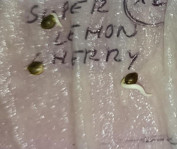 Super Lemon Cherry. Week 0