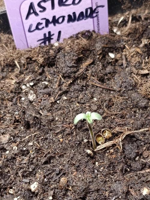 Astro Lemonade F1. Week 0