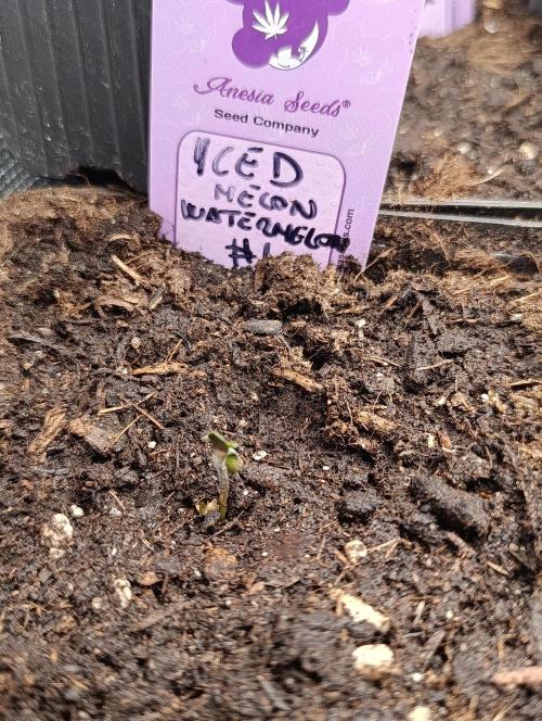 Iced Lemon Watermelon. Week 0
