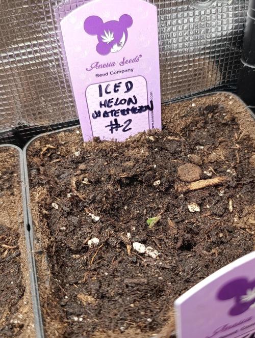 Iced Lemon Watermelon. Week 0