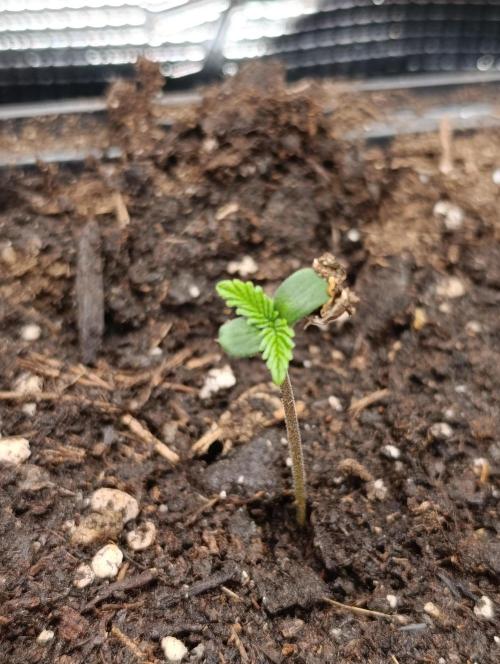 Gelonade. Week 0